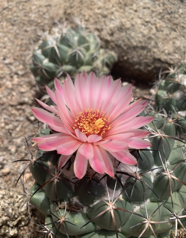 El Jardín Botánico del Desierto invita a recorrer 20 hectáreas de cactus, flores exóticas y el colorido Pabellón de Mariposas, con actividades para todas las estaciones.