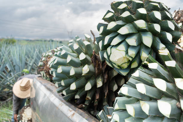 Más que una simple bebida para fiestas, el tequila es un destilado complejo, con una rica historia y una profunda conexión con la tierra y la cultura mexicanas. Acompáñenos en un vuelo por el mundo del agave azul